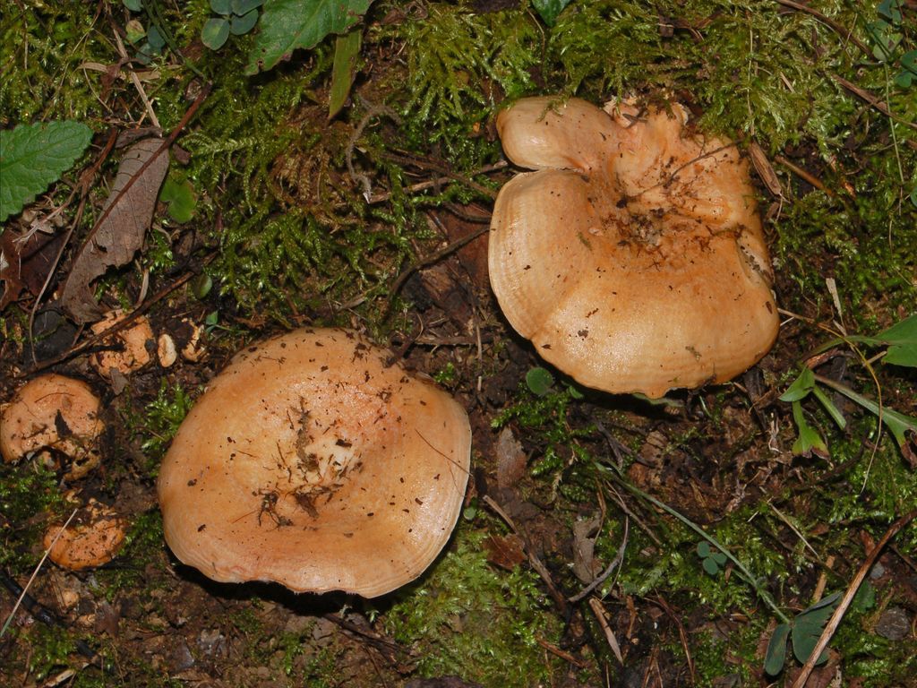 Dei funghi con vista a mare (Lactarius sp.)